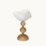 Dorella Shell Glass
