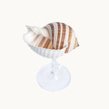 Conchiglia Dorata Champagne Glass