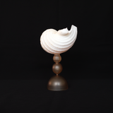 Dorella Shell Glass