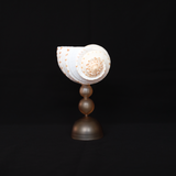 Dorella Shell Glass