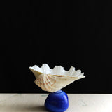 China Clam Bowl