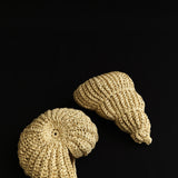 Mare Ruffia Fossil Set