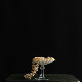 Venus Tide Shell Glass
